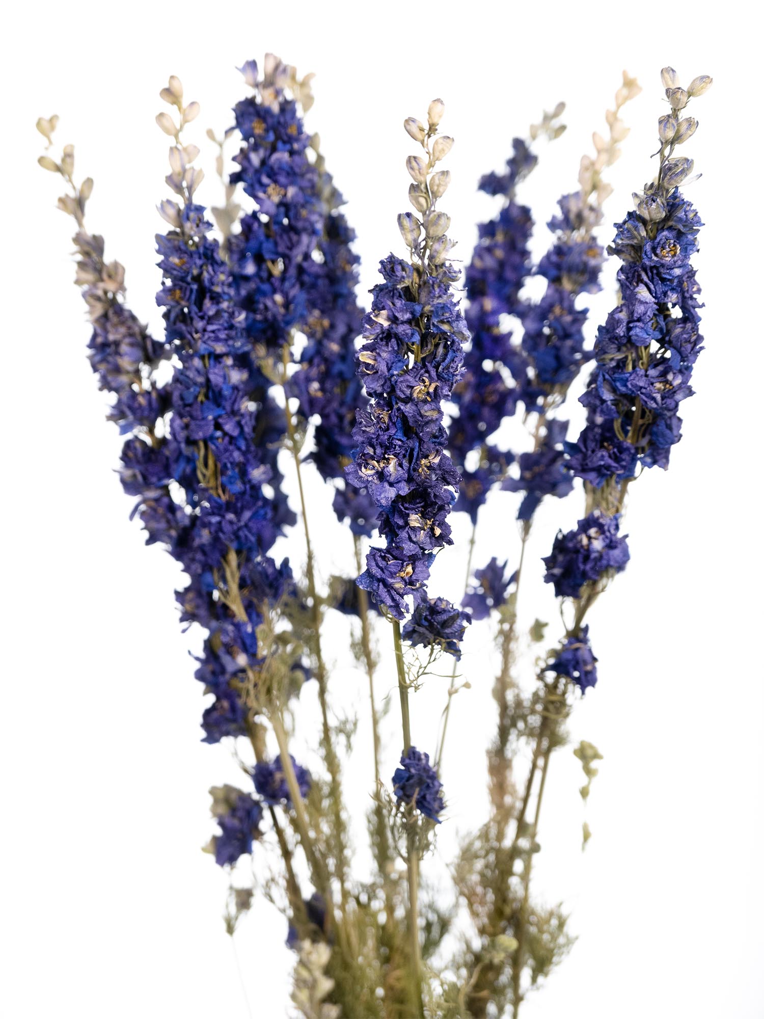blumigo-trockenblumen-rittersporn-delphinium-getrocknet-blau image 1
