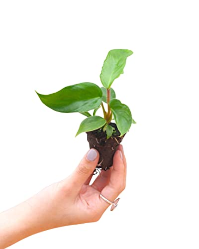 plnts-babyplnts-philodendron-squamiferum-zimmerpflanze-25cm image 8
