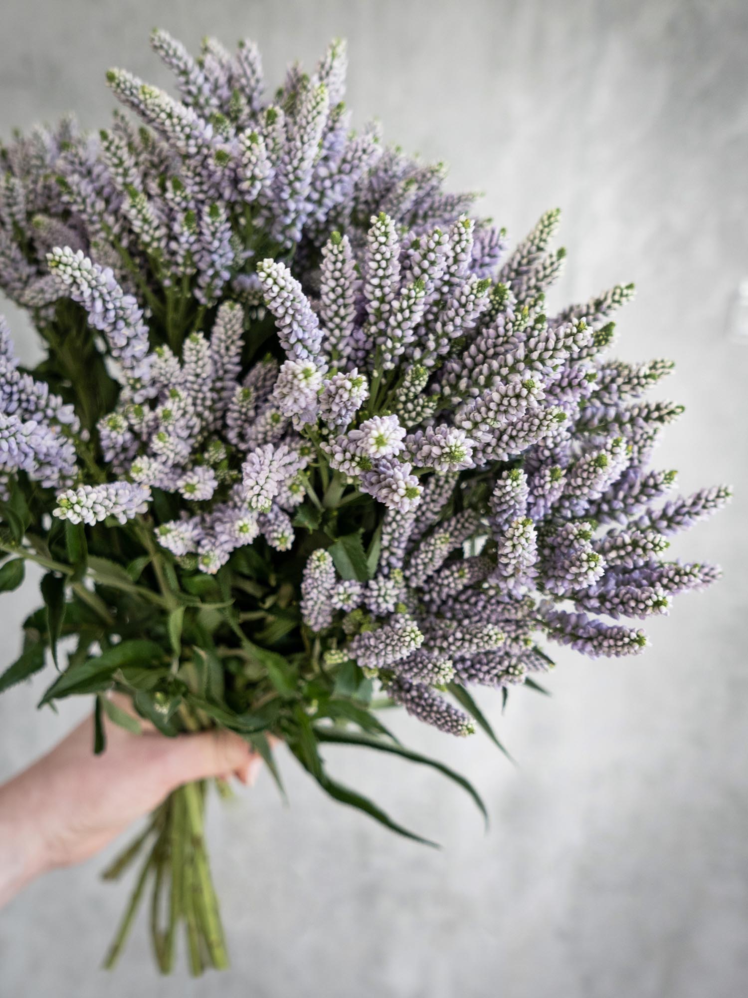blumigo-blattwerk-veronica-smart-splash-schnittblume-violett image 4