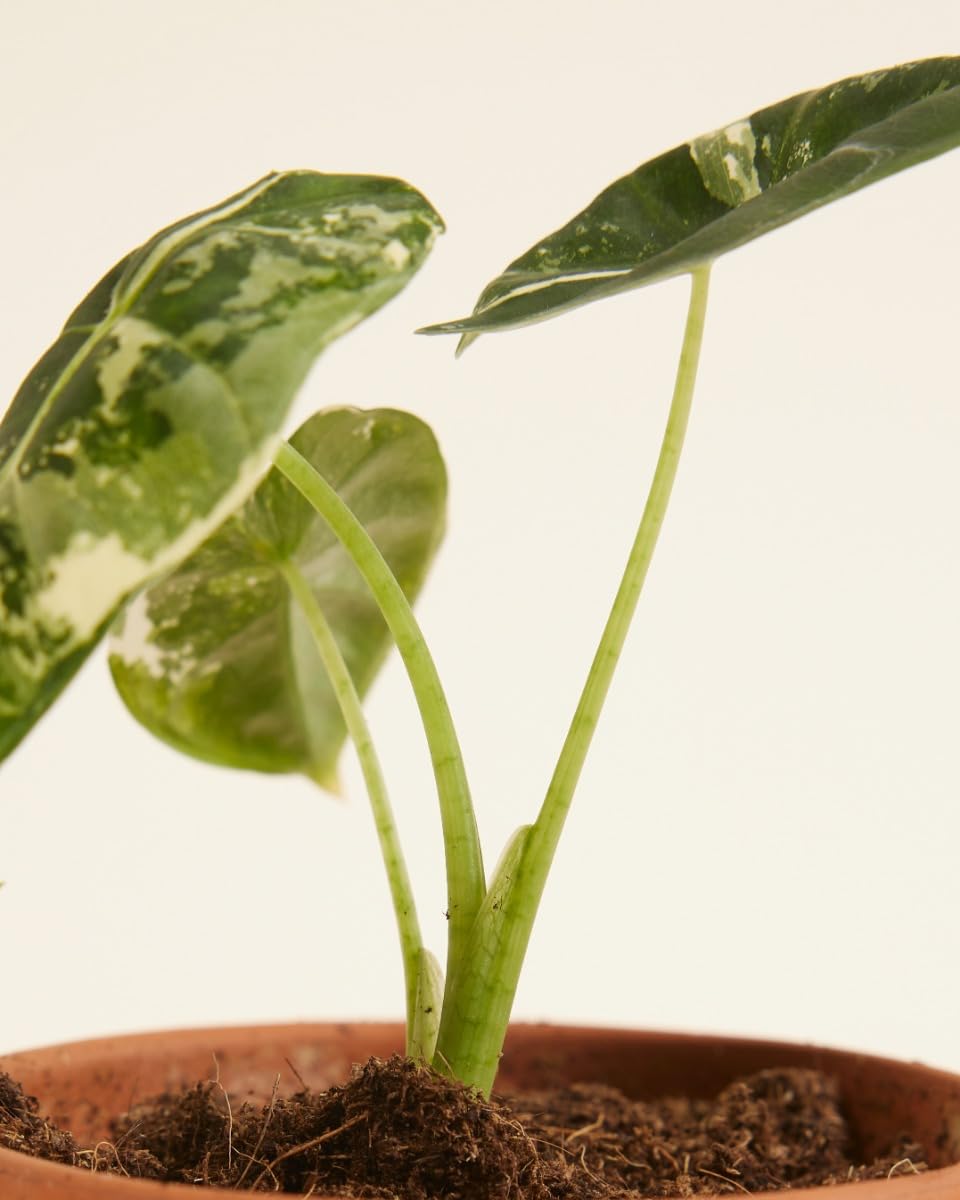 plnts-babyplnts-baby-alocasia-frydek-variegata-zimmerpflanze-12cm image 4