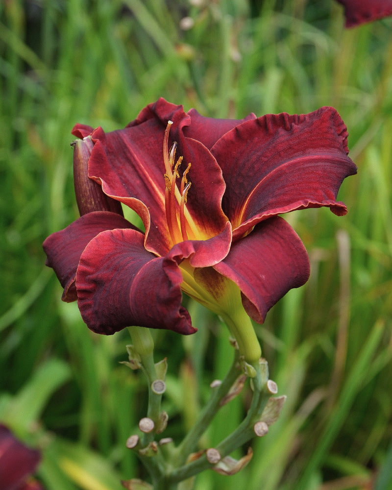feey-amsterdam-hemerocallis-taglilie-weinrot-3-stk image 2