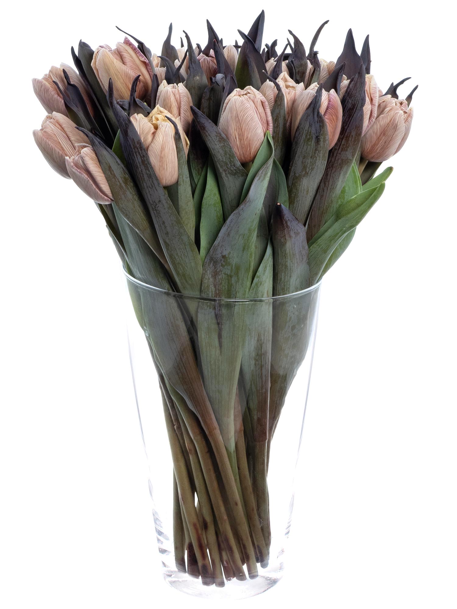 blumigo-tulpen-brownies-tulpen-creme-braun-gef-llt image 4