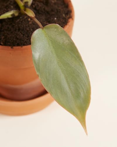 plnts-baby-philodendron-atabapoense-zimmerpflanze-8-cm-pflegeleicht image 8