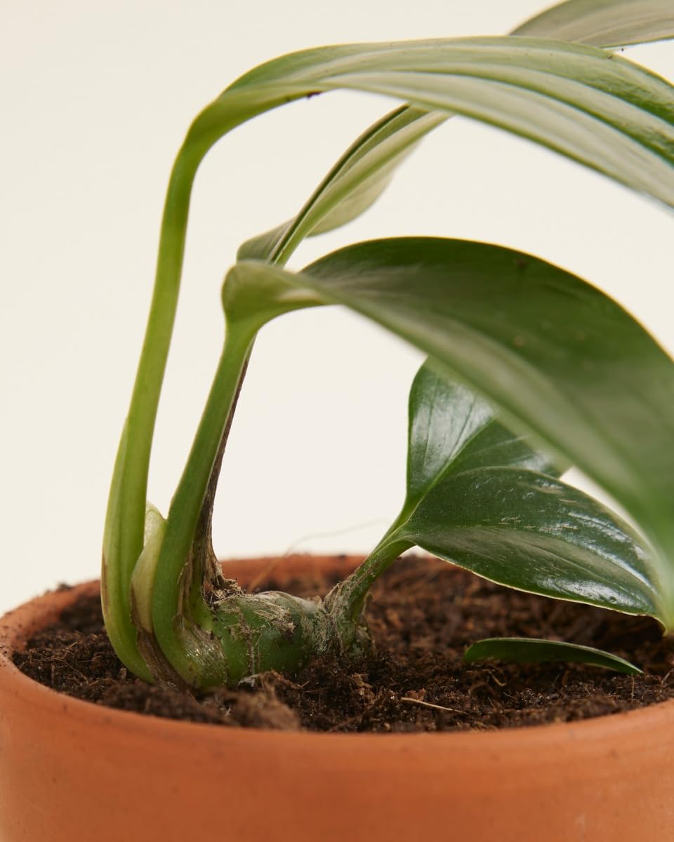 plnts-baby-philodendron-dragon-tail-zimmerpflanze-10cm image 5