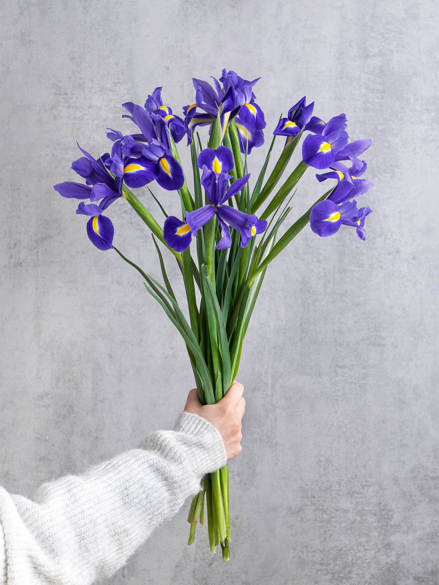 blumigo-iris-blue-magic-blaue-schnittblume image 2