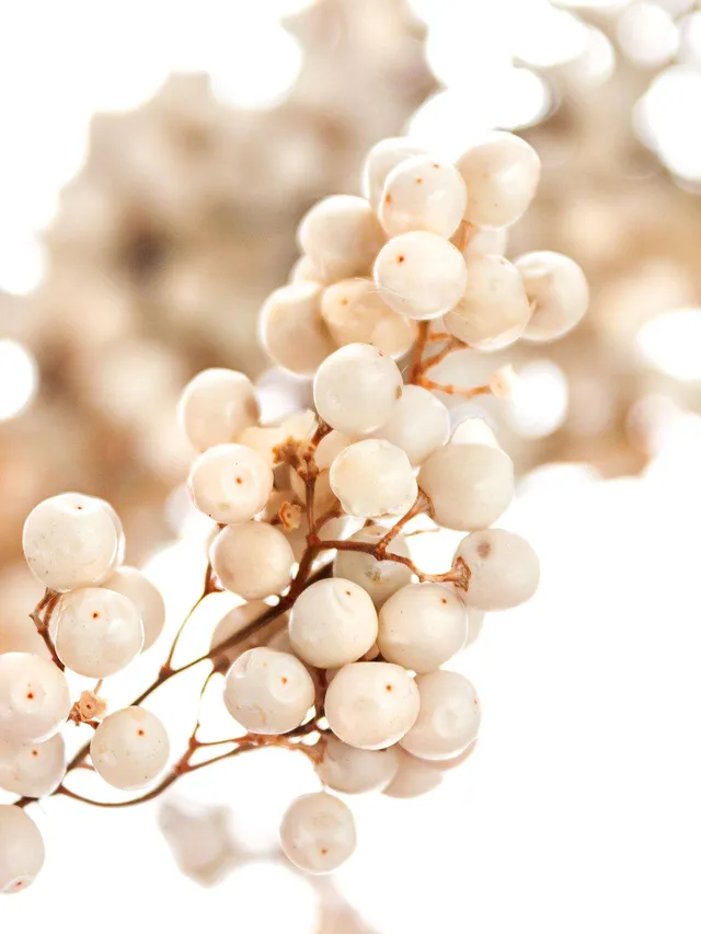 blumigo-pfefferbeeren-trockenblumen-wei-creme-gebleicht image 1