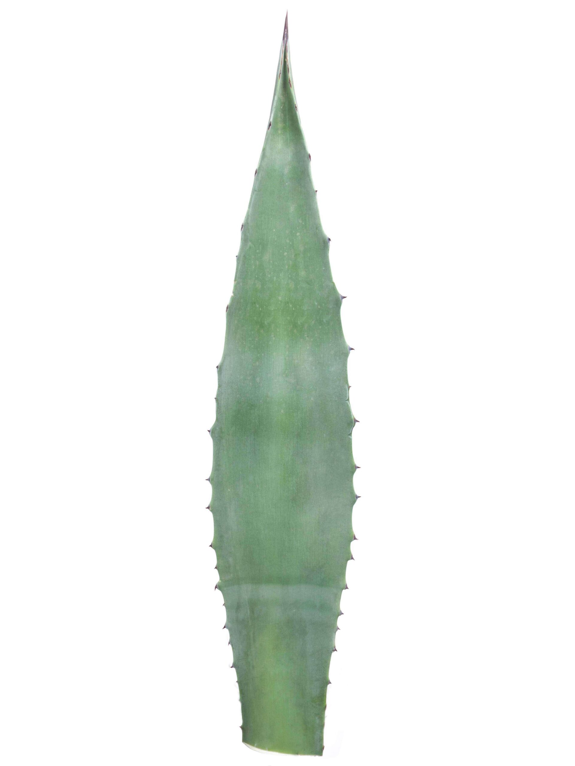 blumigo-blattwerk-agavenbl-tter-bindegr-n-deko image 4