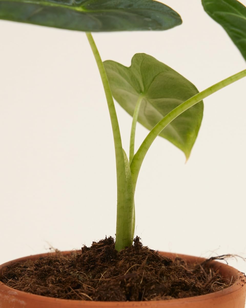 plnts-baby-alocasia-frydek-zimmerpflanze-steckling-15cm image 5