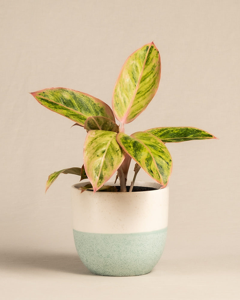 feey-variado-aglaonema-salmon-fantasy-zimmerpflanze-bunte-bl-tter image 5