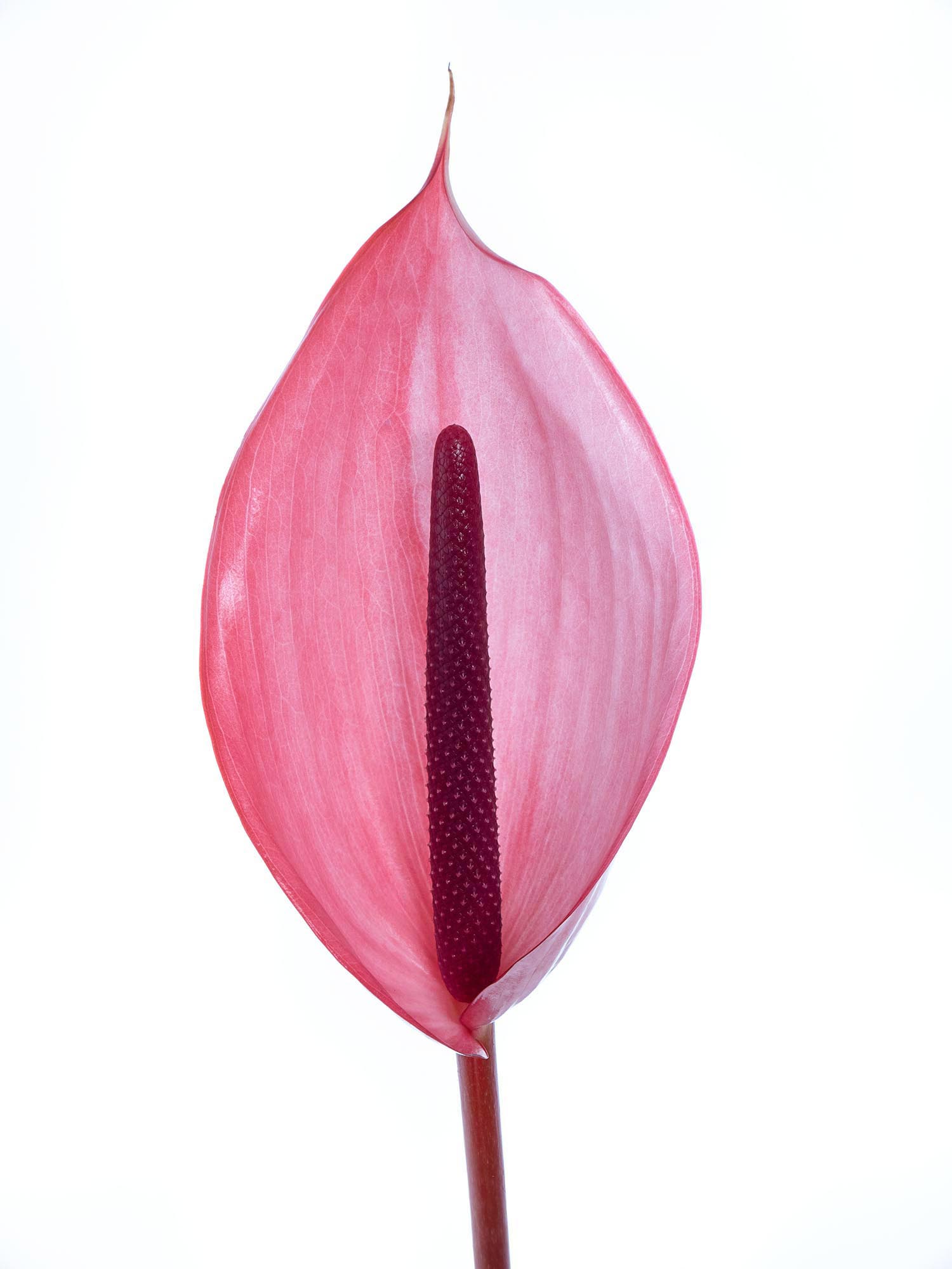 blumigo-blattwerk-und-bindegr-n-anthurie-xavia-schnittblume-pink image 2