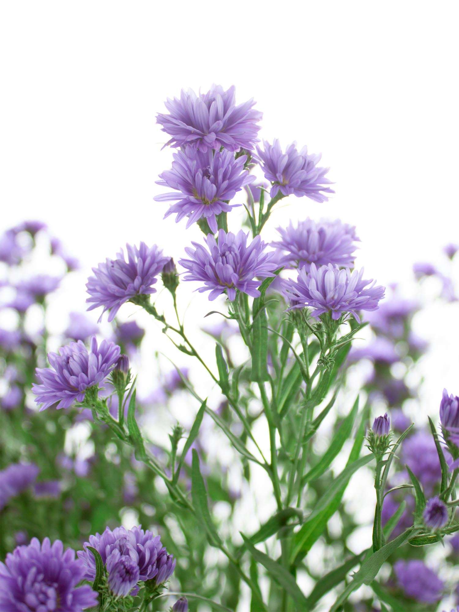 blumigo-blattwerk-septemberkraut-bindegr-n-violett-1-bund image 4