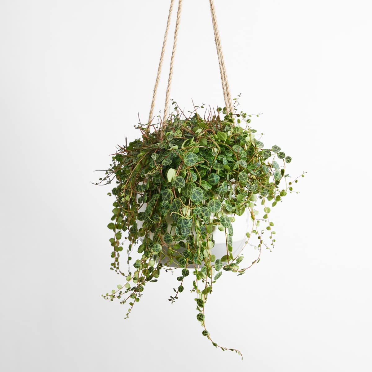 plnts-rareplnts-peperomia-prostrata-12-cm-topf-20-cm-hoch image 5