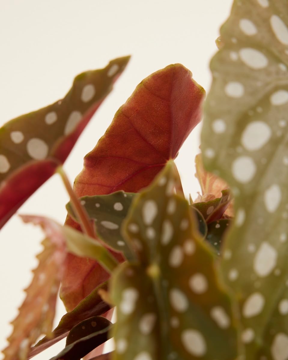 plnts-begonia-maculata-zimmerpflanze-20-cm-12-cm-topf image 5