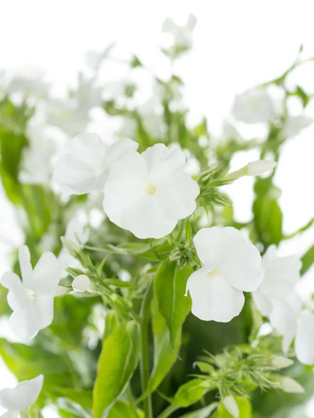 blumigo-phlox-flammenblume-schnittblume-wei-1-stiel image 1