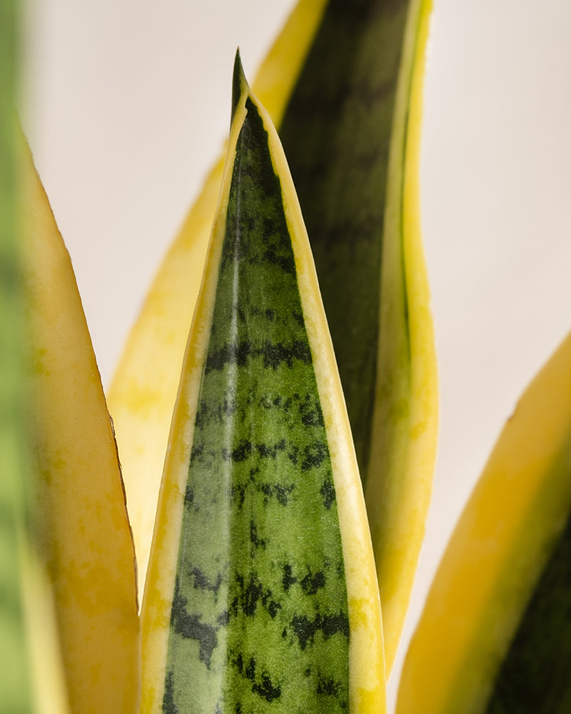 feey-variado-schwiegermutterzunge-xl-sansevieria-60-70cm image 2