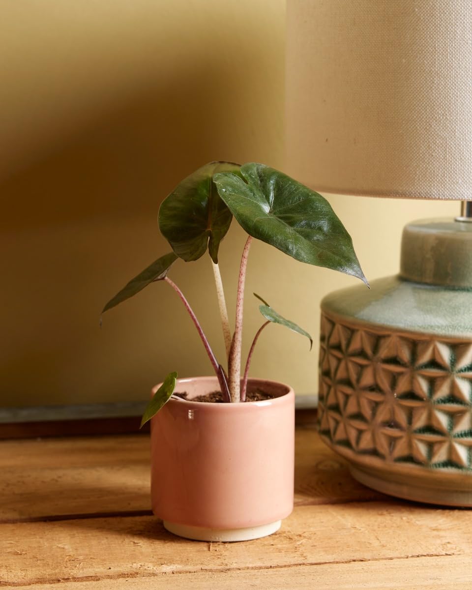 plnts-babyplnts-baby-alocasia-yucatan-princess-25-cm image 5