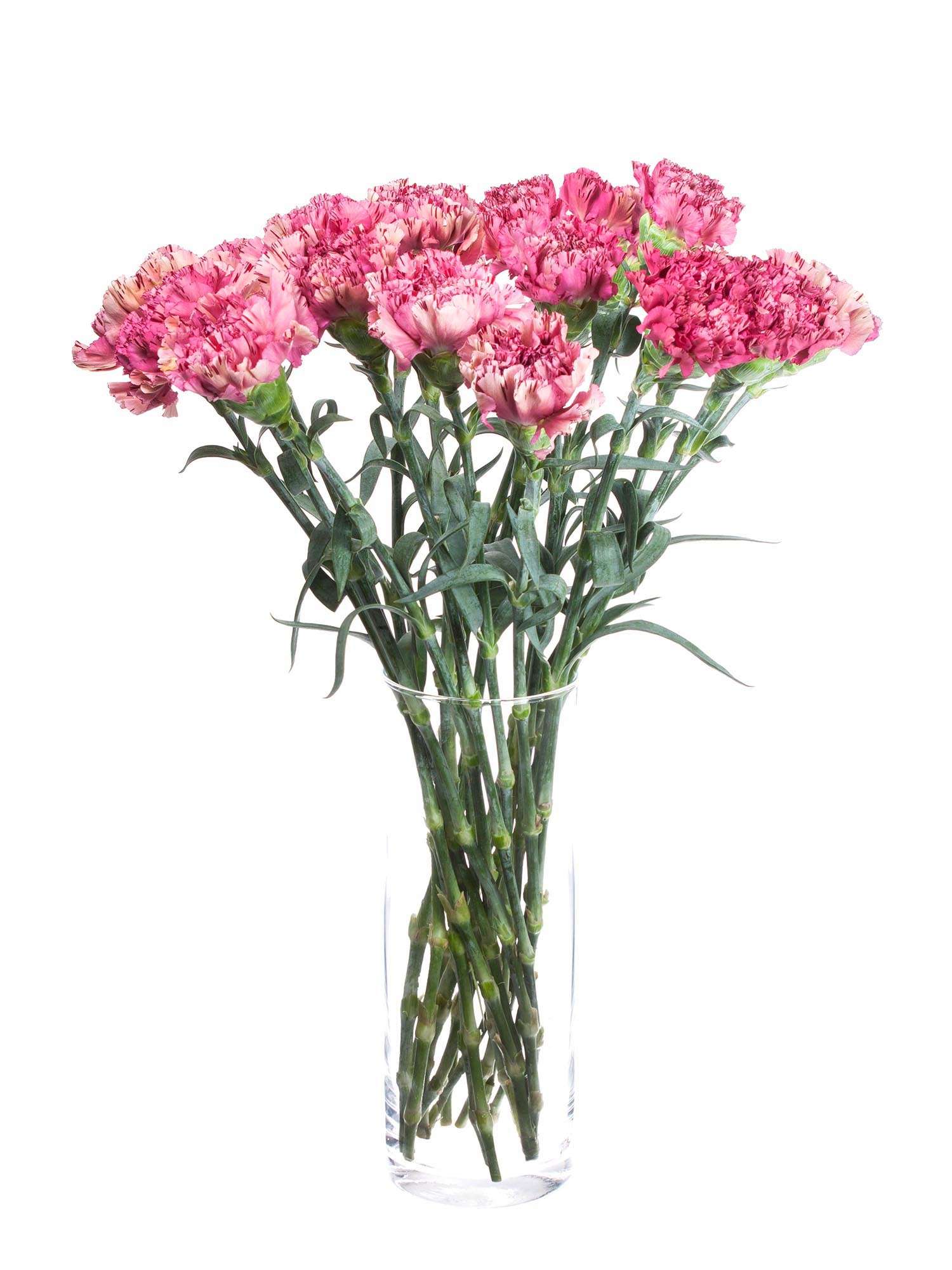 blumigo-nelken-viper-wine-edelnelke-pink image 4
