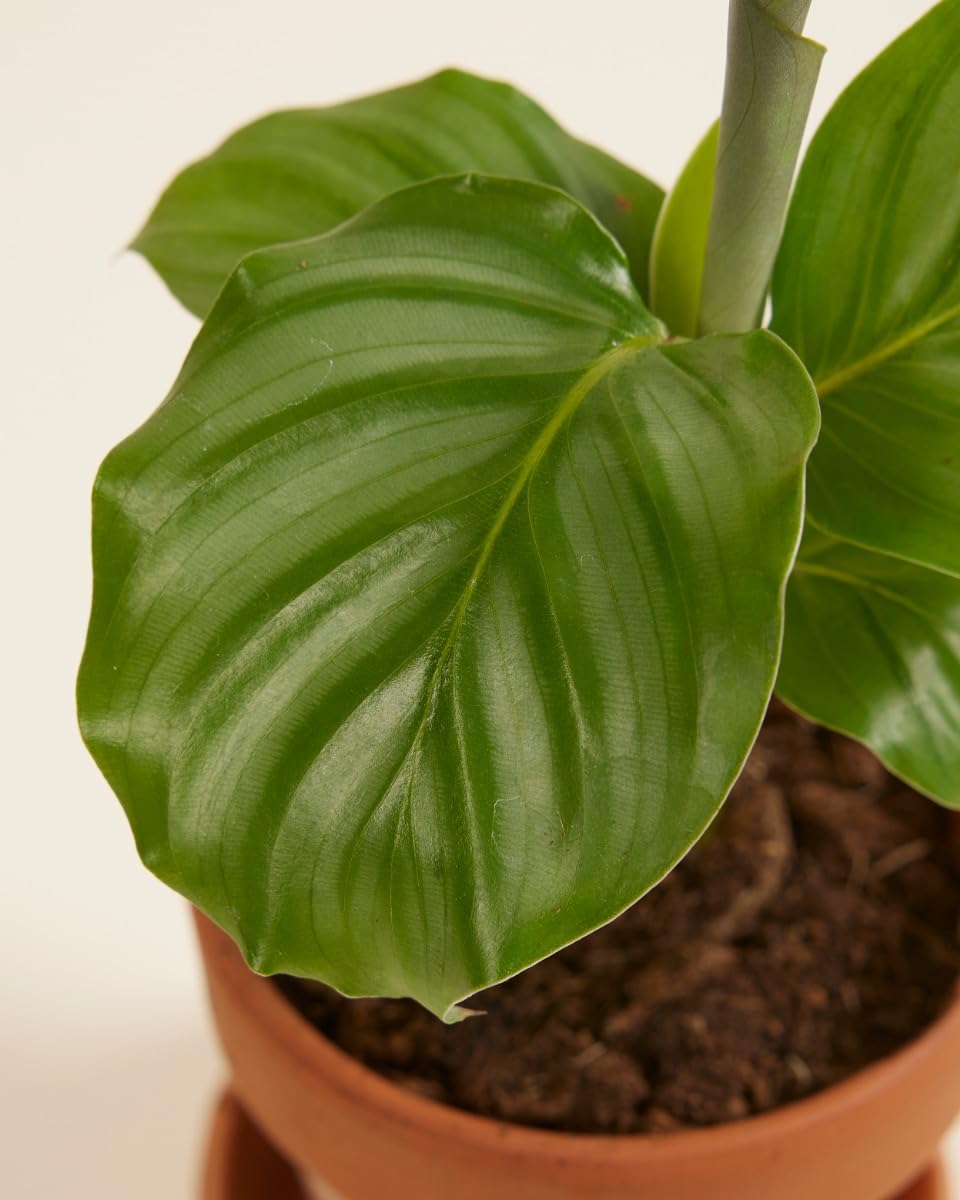 plnts-baby-calathea-orbifolia-zimmerpflanze-15-cm image 3