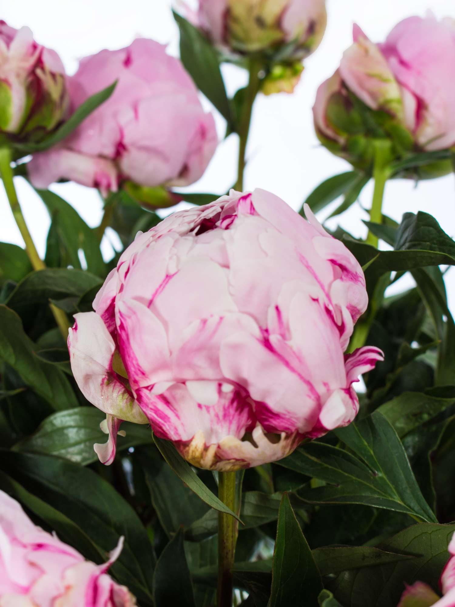 blumigo-pfingstrosen-sarah-bernhardt-schnittblume-rosa image 2