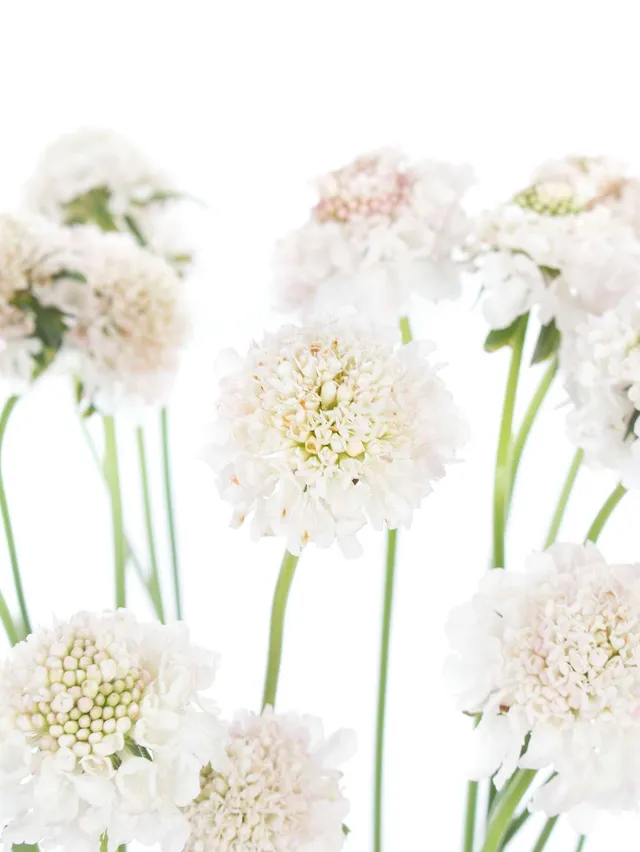 blumigo-skabiosen-wei-rosa-schnittblume image 1