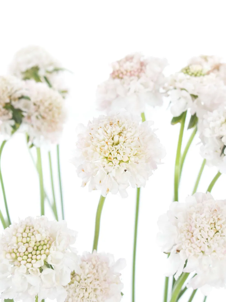 blumigo-skabiosen-wei-rosa-schnittblume image 1