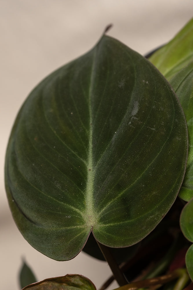 feey-variado-philodendron-micans-zimmerpflanze-ohne-bertopf-samtig image 2