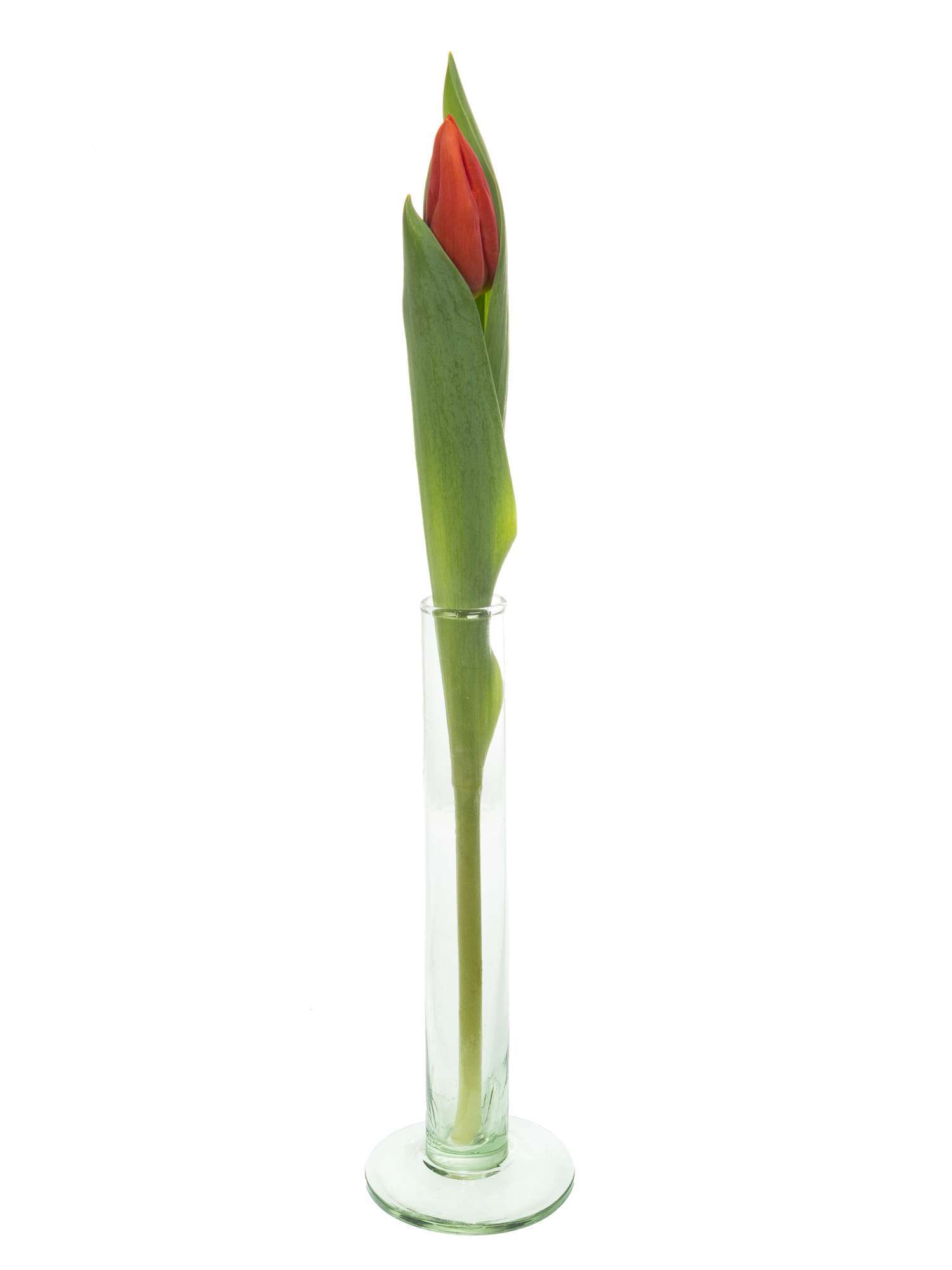 blumigo-tulpen-princess-catharina-amalia-tulpe-orange-frisch image 3