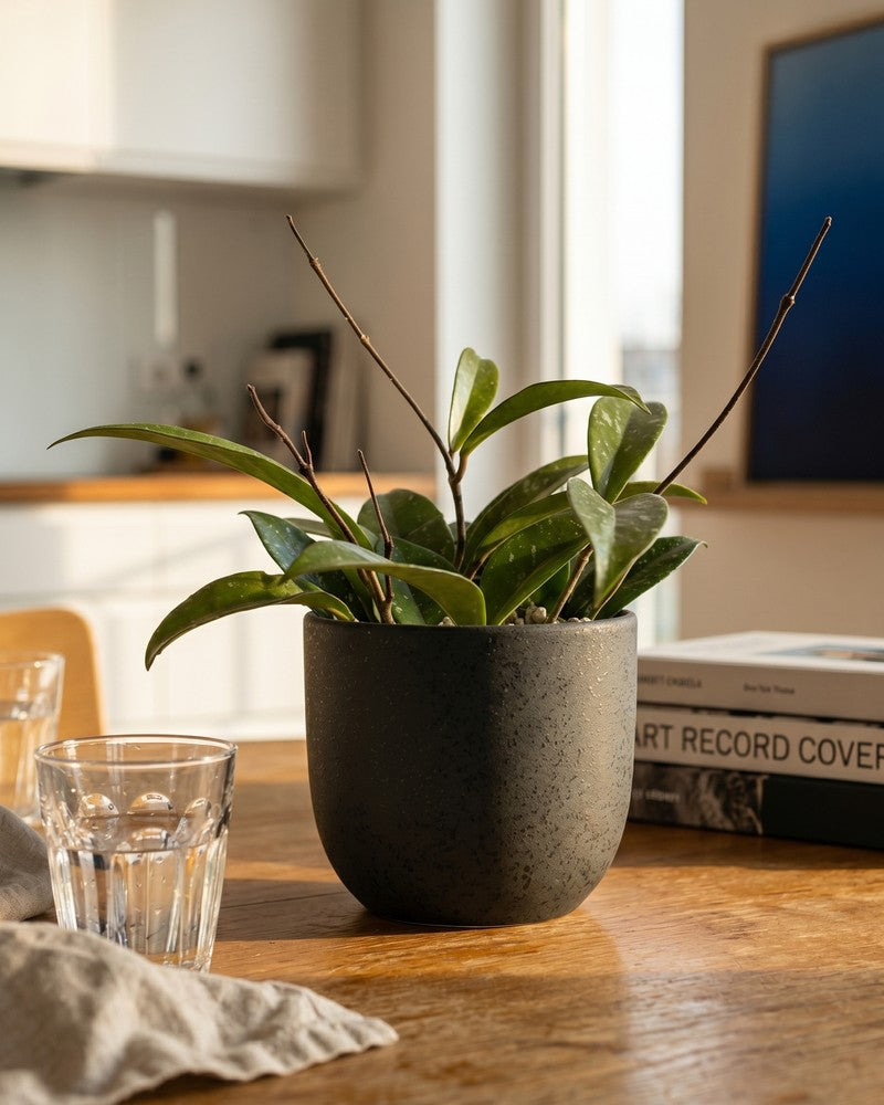 feey-variado-hoya-pubicalyx-wachsblume-ohne-bertopf-klein image 2