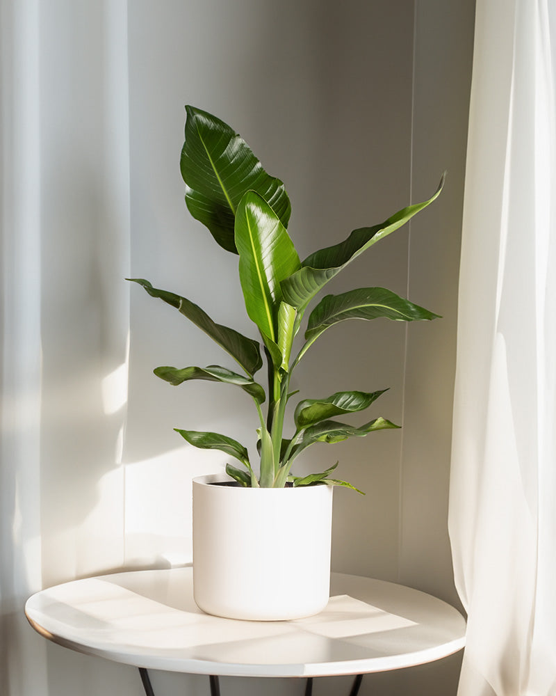 feey-variado-strelitzie-xl-zimmerpflanze-gro-viel-licht image 7