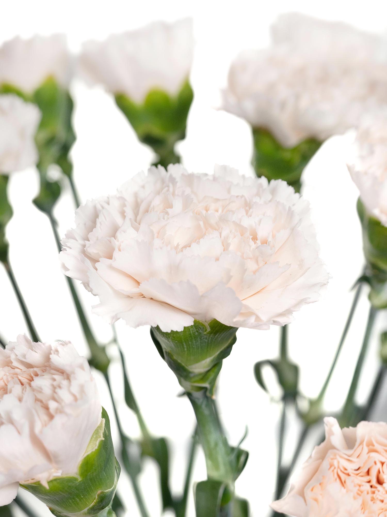 blumigo-brut-edelnelke-creme-apricot-frische-schnittblume image 2