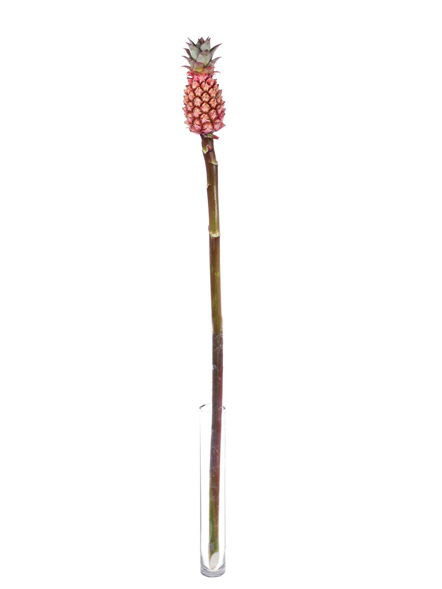blumigo-herbstdeko-baby-zierananas-pflanze-rot-pink image 3