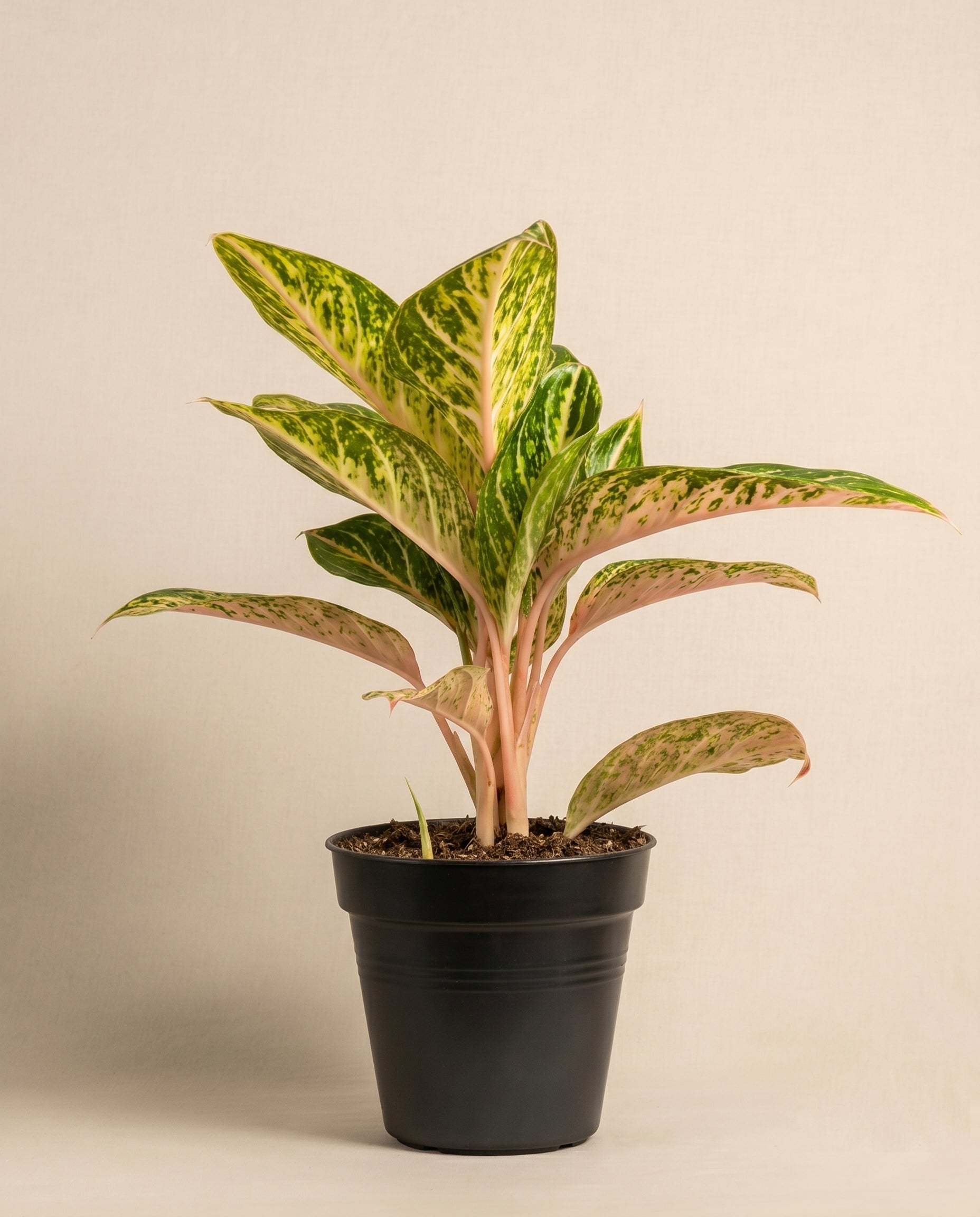 feey-variado-aglaonema-cocomelon-halbschattig image 3