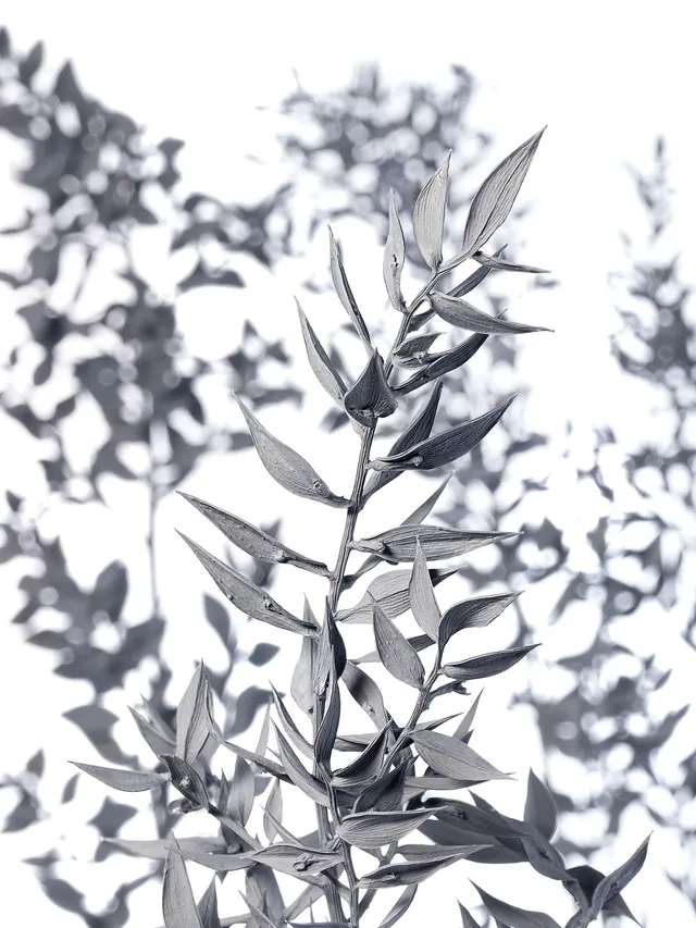 blumigo-trockenblumen-ruscus-m-usedorn-getrocknet-grau image 1