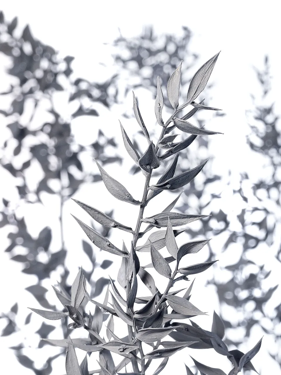 blumigo-trockenblumen-ruscus-m-usedorn-getrocknet-grau image 1