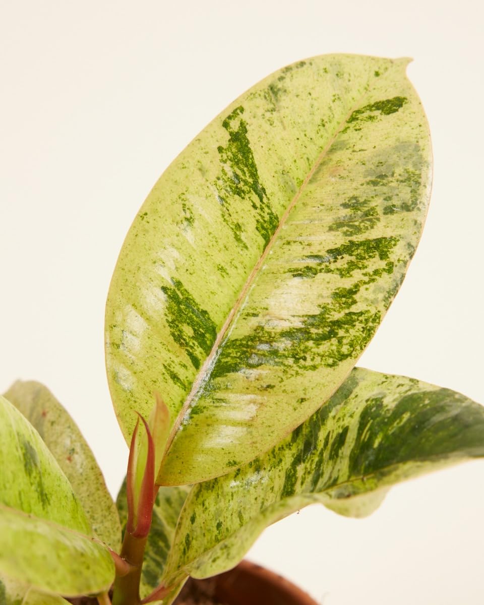 plnts-babyplnts-ficus-shivereana-moonshine-zimmerpflanze-6cm image 3