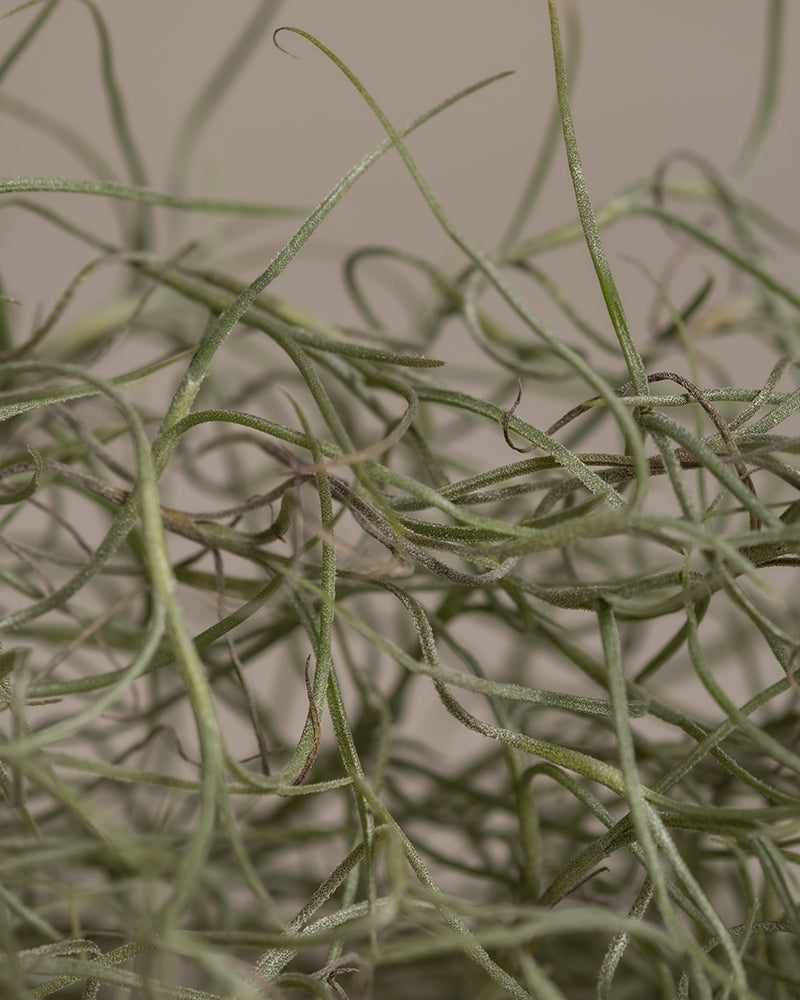 feey-variado-spanisches-moos-tillandsia-h-ngepflanze-tierfreundlich image 6