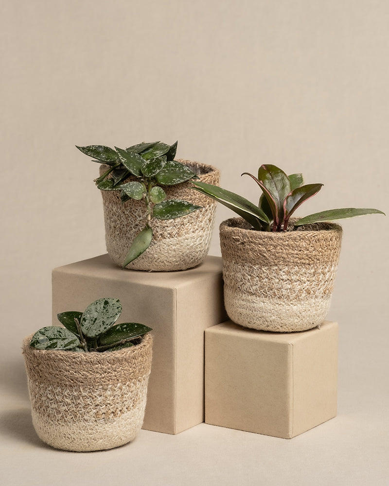 feey-variado-babypflanzen-trio-hoya-wachsblume-3er-set image 7