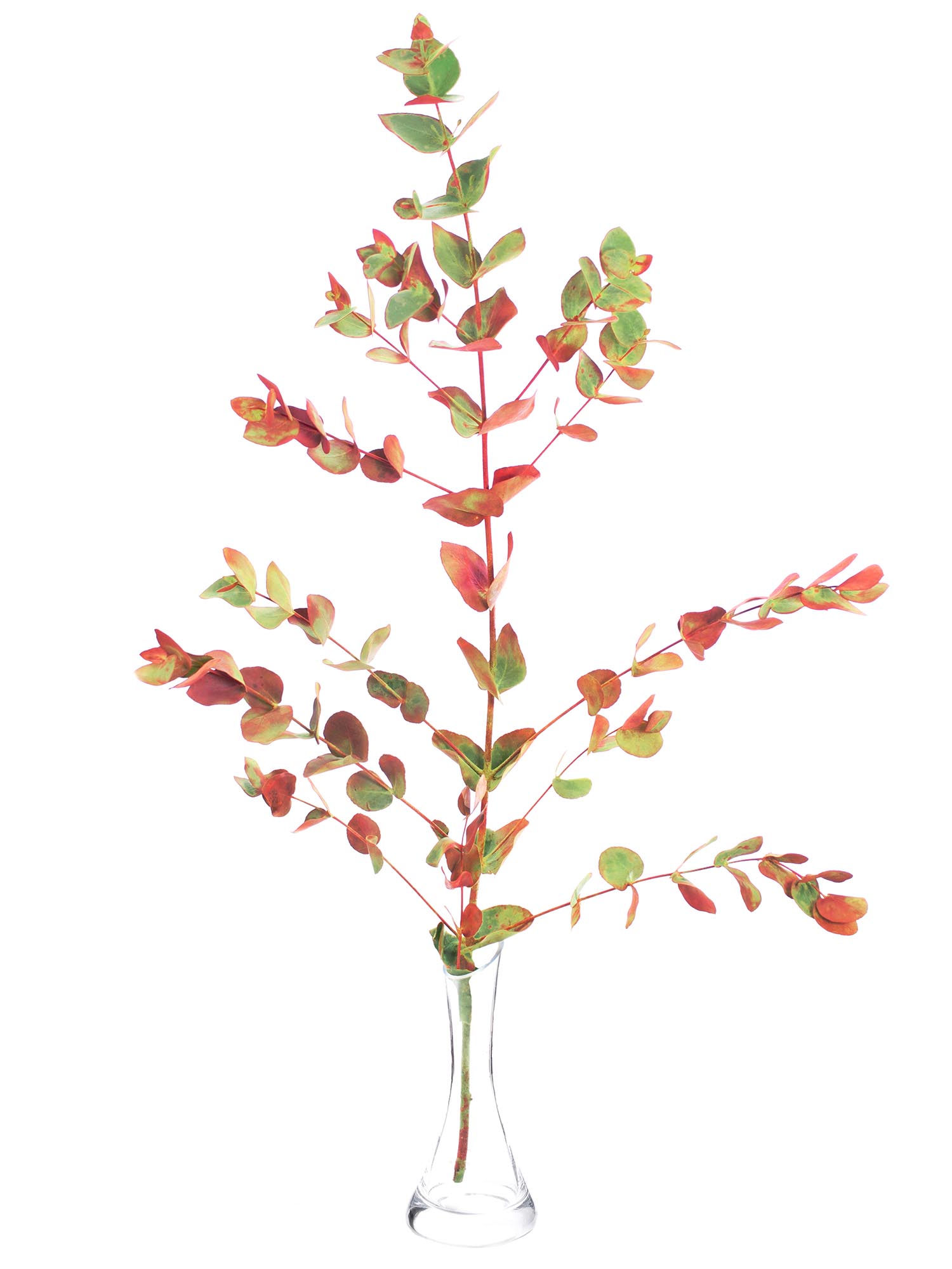 blumigo-eukalyptus-gemischt-herbstfarben-strauss-frisch image 3