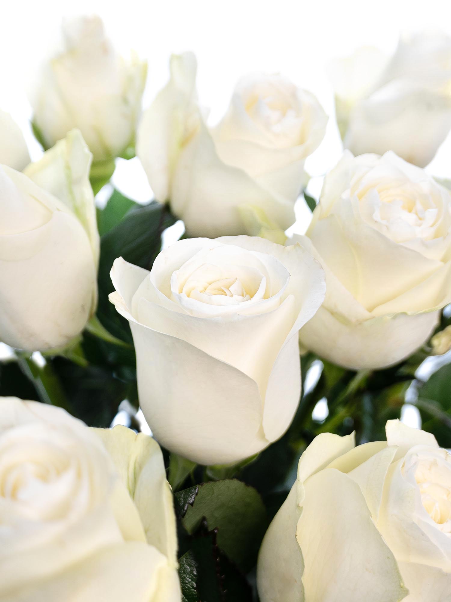 blumigo-rosen-proud-wei-e-rose-einzeln-frisch image 1