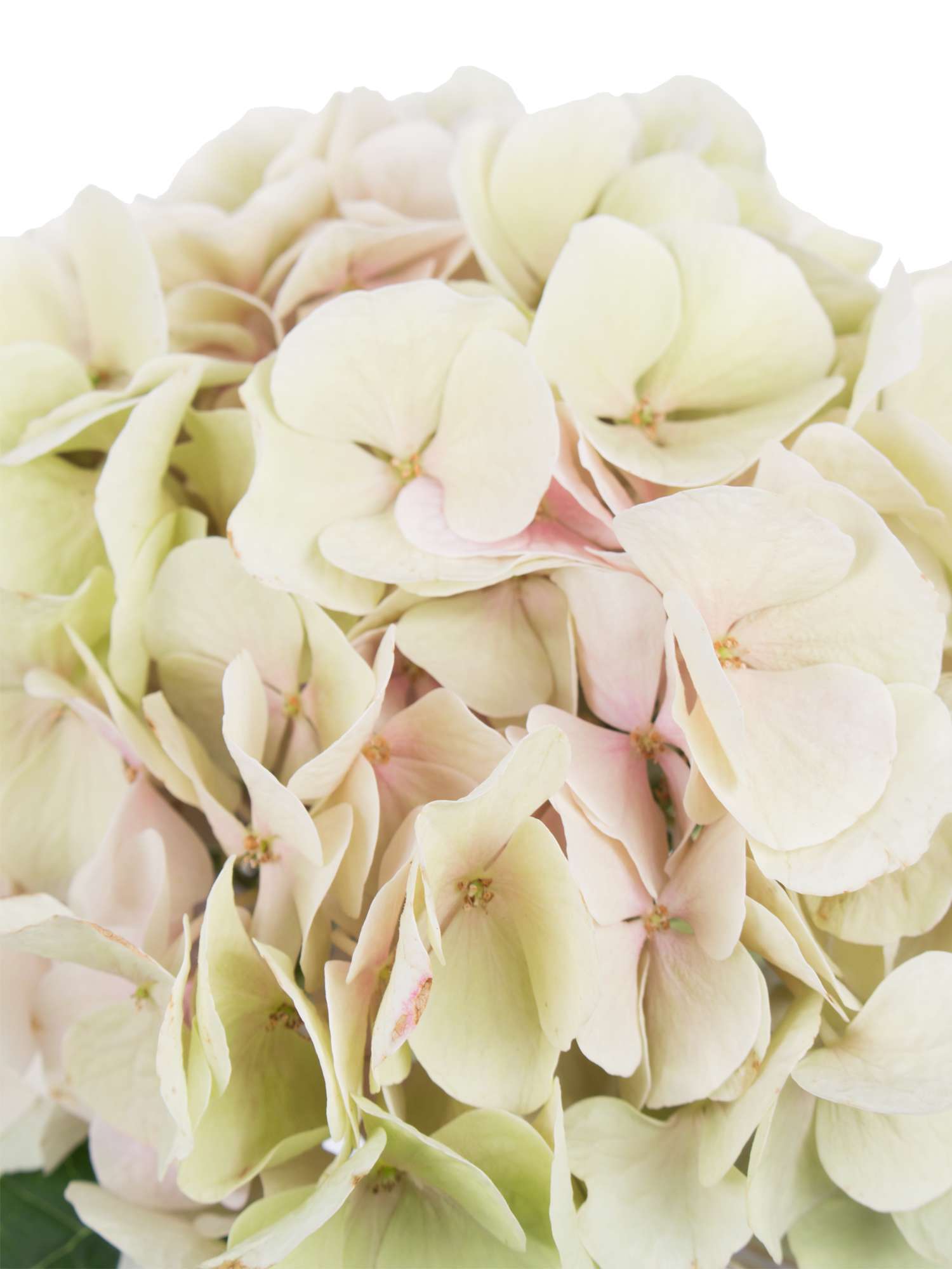 blumigo-hortensien-magical-verena-classic-hortensie-creme-rosa image 3