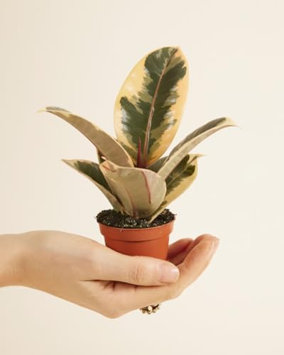 plnts-babyplnts-ficus-tineke-gummibaum-6cm-topf-15cm image 8