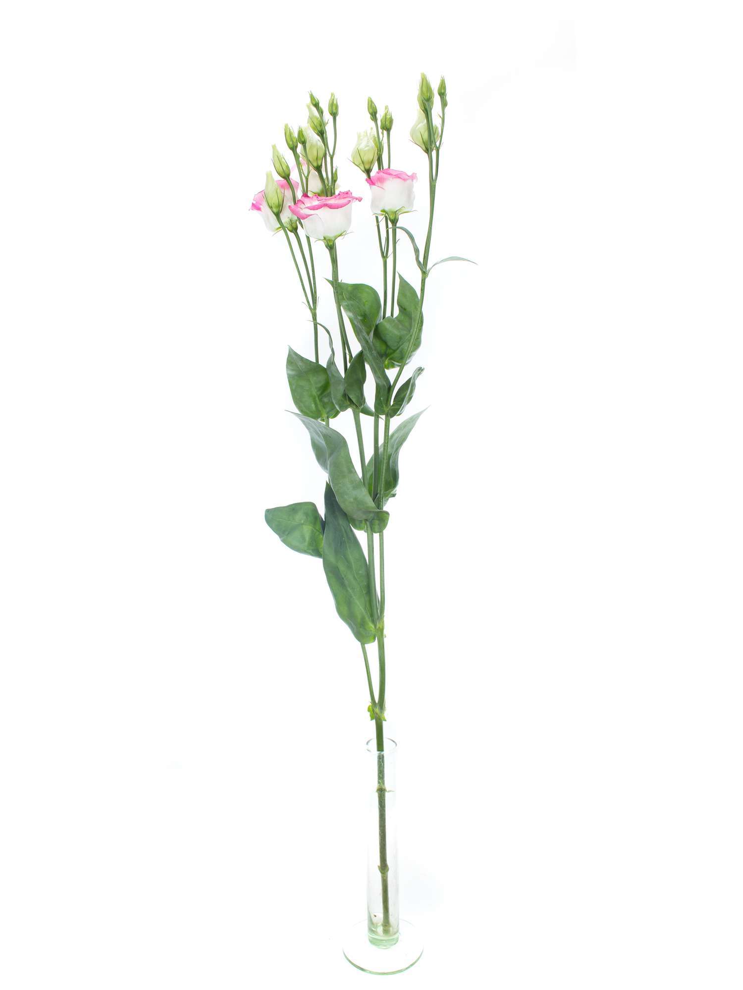 blumigo-rosita-hot-lips-lisianthus-pink-wei-schnittblumen image 3