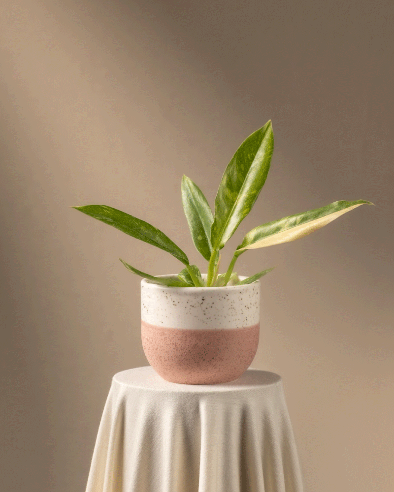 feey-ring-of-fire-philodendron-babypflanze-ohne-bertopf-rarit-t image 5