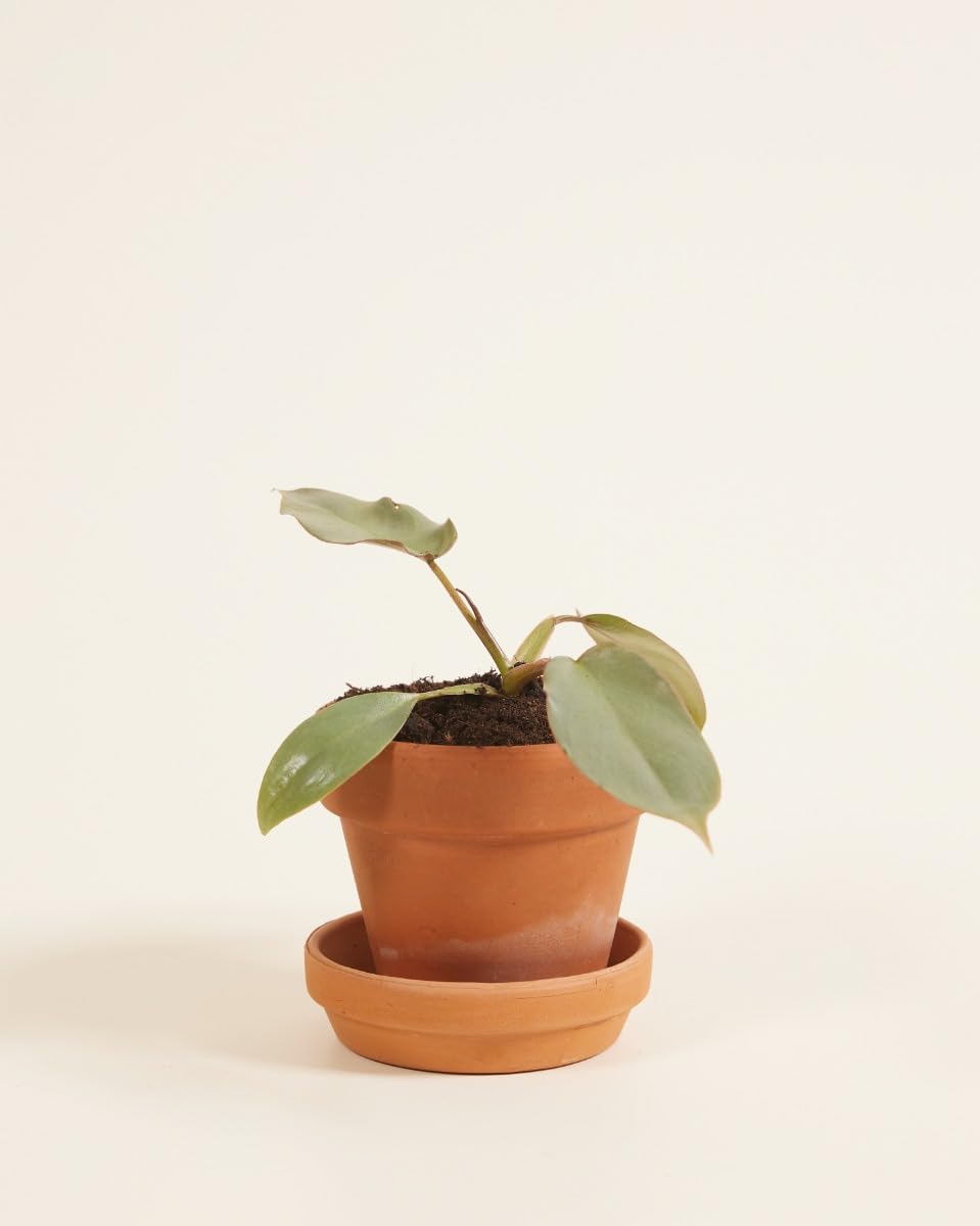 plnts-baby-philodendron-atabapoense-zimmerpflanze-8-cm-pflegeleicht image 2