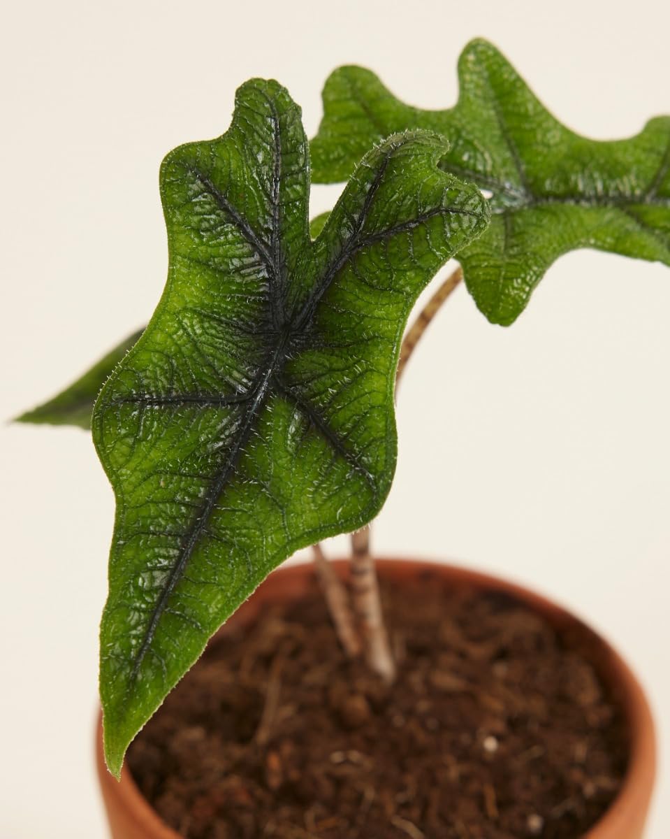 plnts-babyplnts-alocasia-jacklyn-zimmerpflanze-10cm image 4