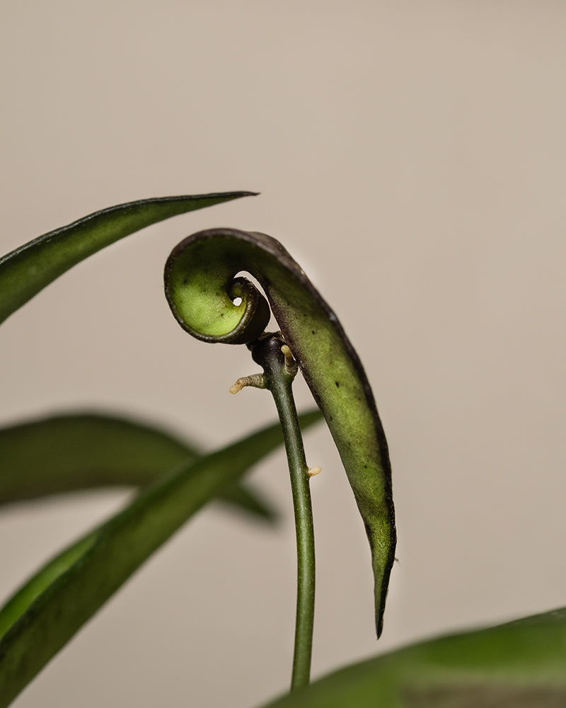 feey-variado-hoya-wayetii-porzellanblume-ohne-bertopf-20cm image 2