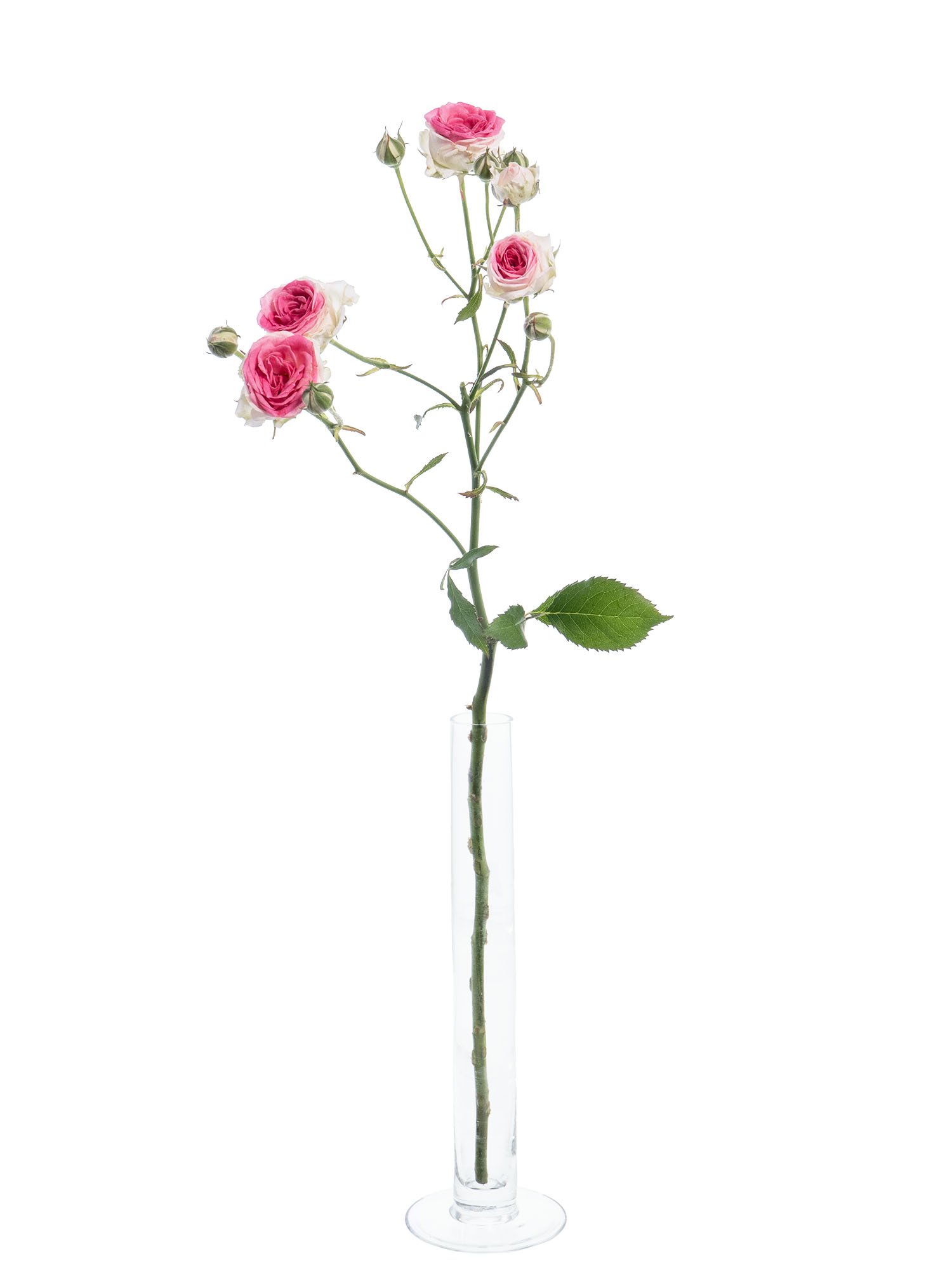blumigo-rosen-mimi-eden-schnittrose-rosa-wei-verzweigt image 6