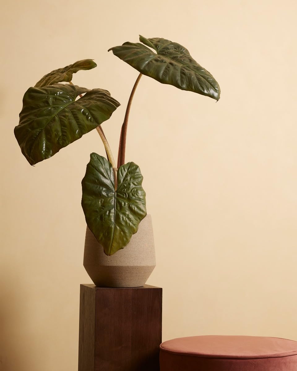 plnts-rareplnts-alocasia-yucatan-princess-zimmerpflanze-40-cm image 6
