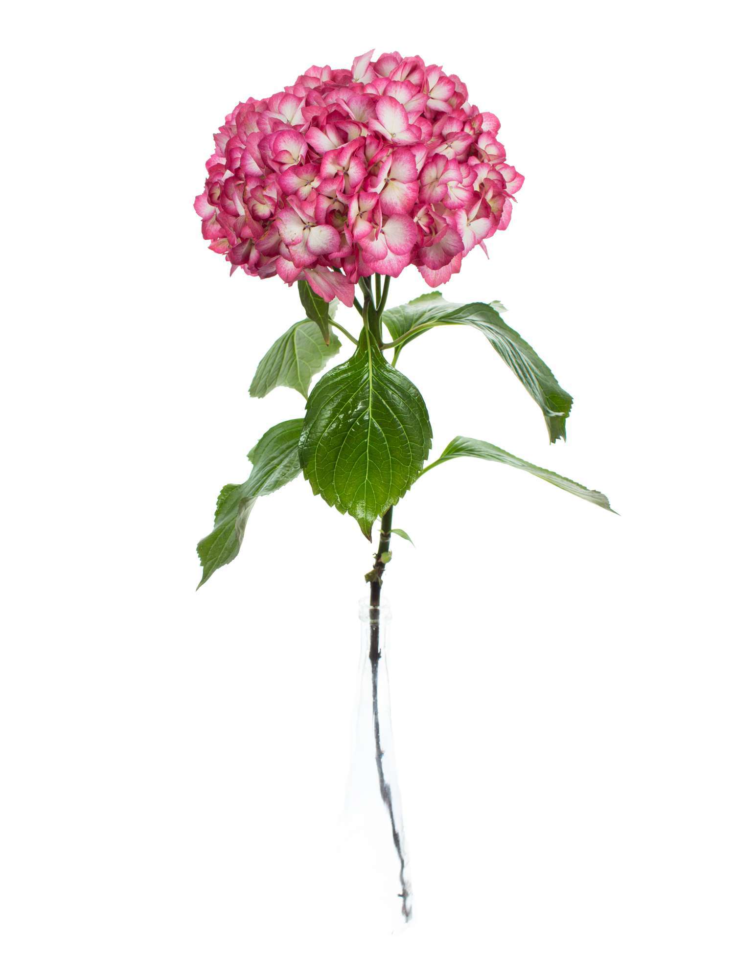 blumigo-hortensien-magical-hovaria-ripple-wei-pink-schnittblume image 2