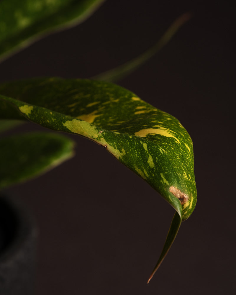 feey-variado-philodendron-ring-of-fire-20-30-cm-rarit-t image 6